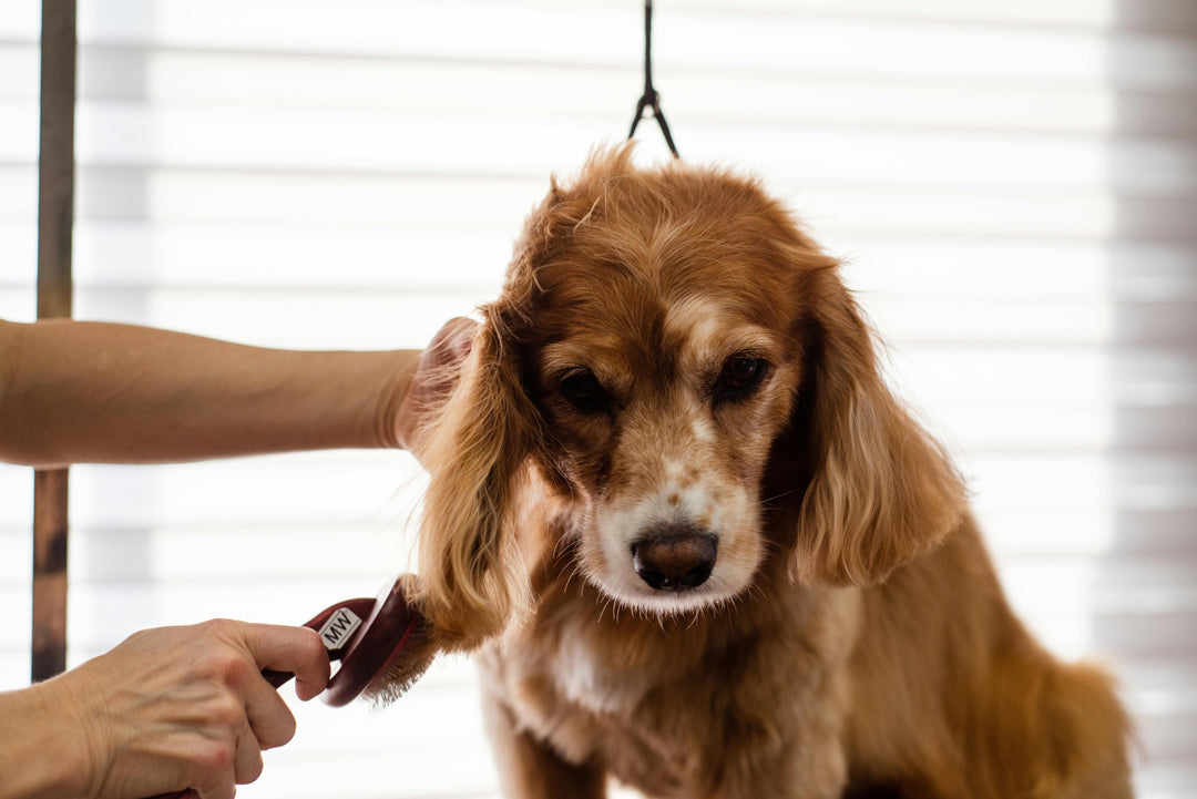 Pet hygiene | היגיינת חיית המחמד